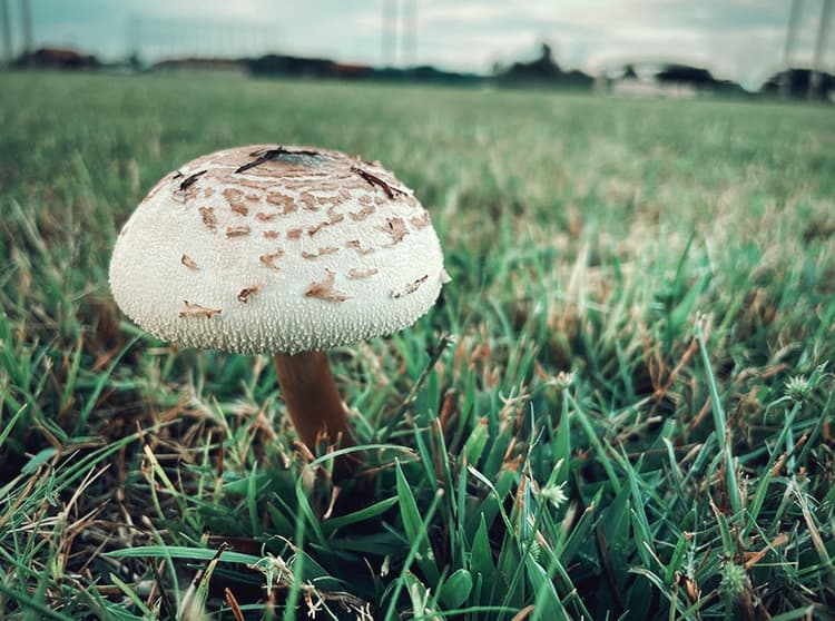 Chlorophyllum Molybdites