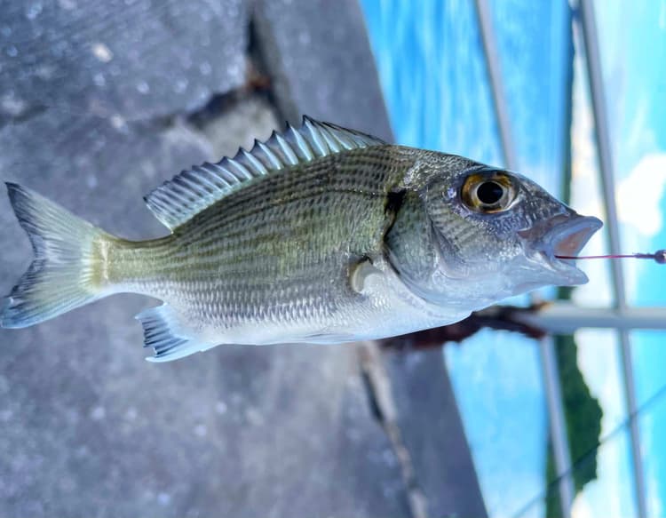 子供達と釣り