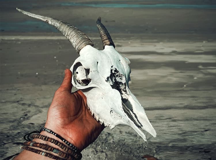 Goat-skull